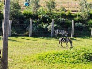 Sydney Zoo