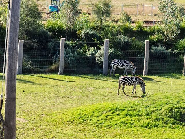 Sydney Zoo