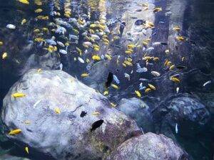 Aquarium of Lyon - things to do in Lyon with Kids - fun things to do in Lyon France
