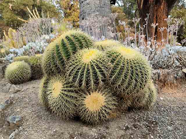 Arizona Desert Botanical Garden San Jose