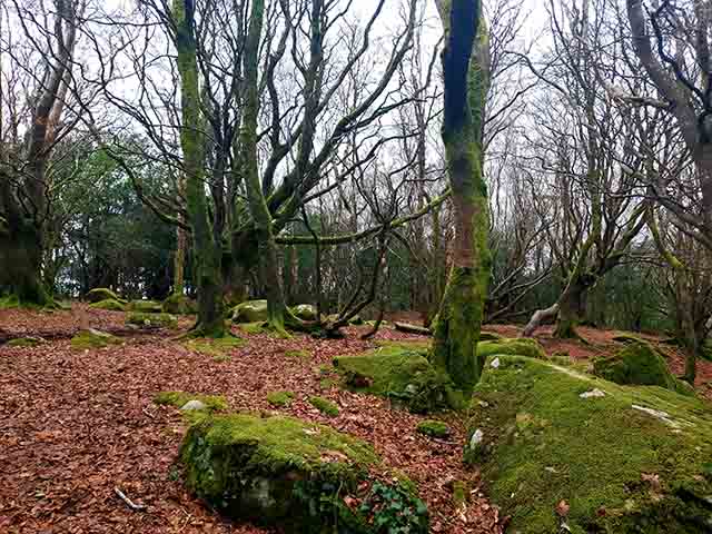 Barna Woods Galway