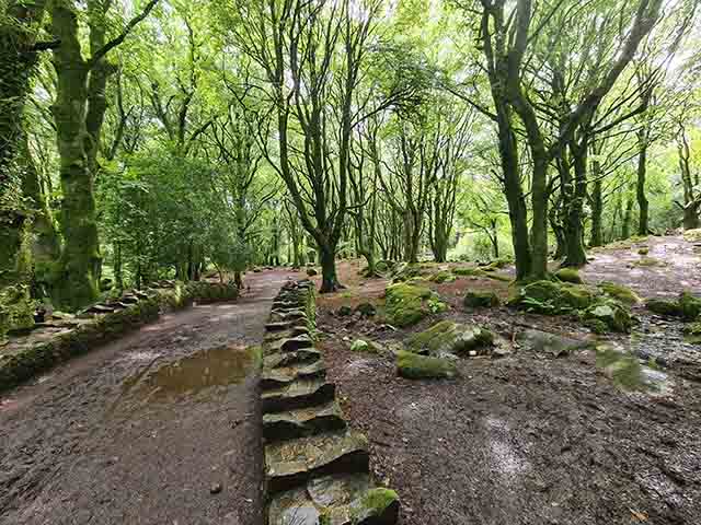 Barna Woods Galway