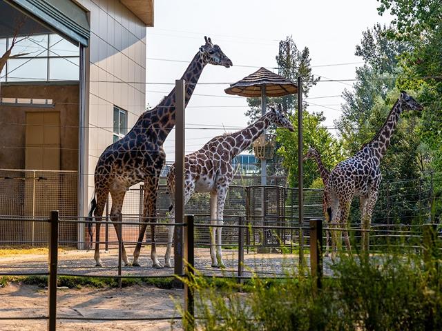 Calgary Zoo