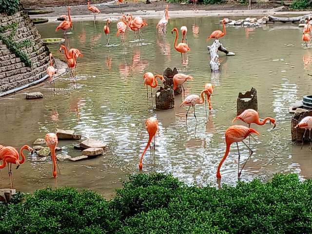 Dallas Zoo