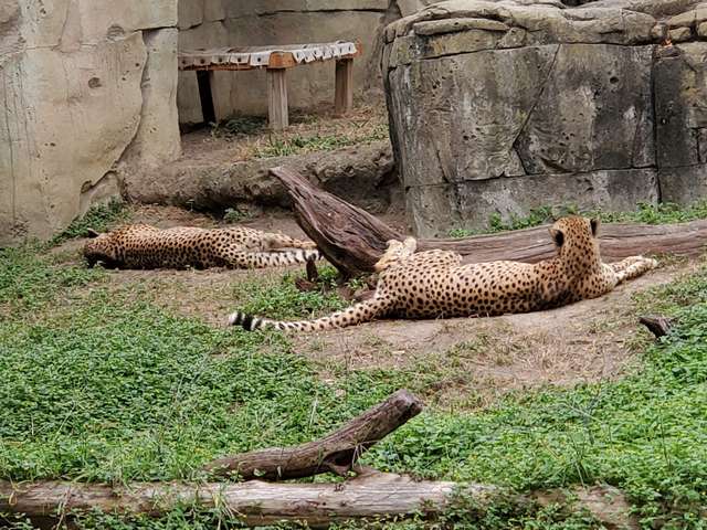 Dallas Zoo