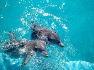 Dolphin Discovery Park Puerto Vallarta