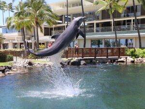Dolphin Quest Oahu Honolulu - things to do in Honolulu with kids