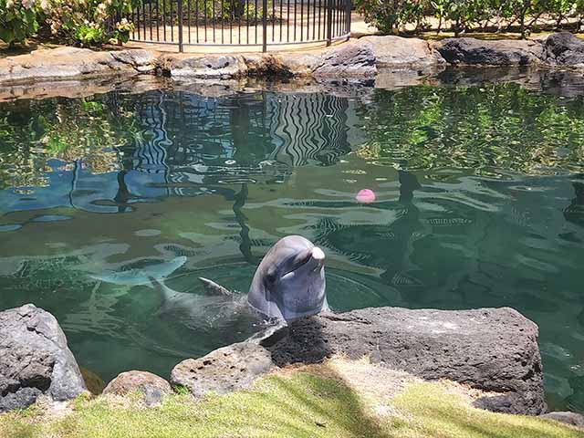 Dolphin Quest Oahu Honolulu