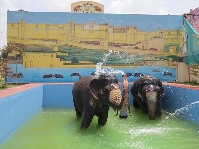 EleJungle Nature Safari Jaipur