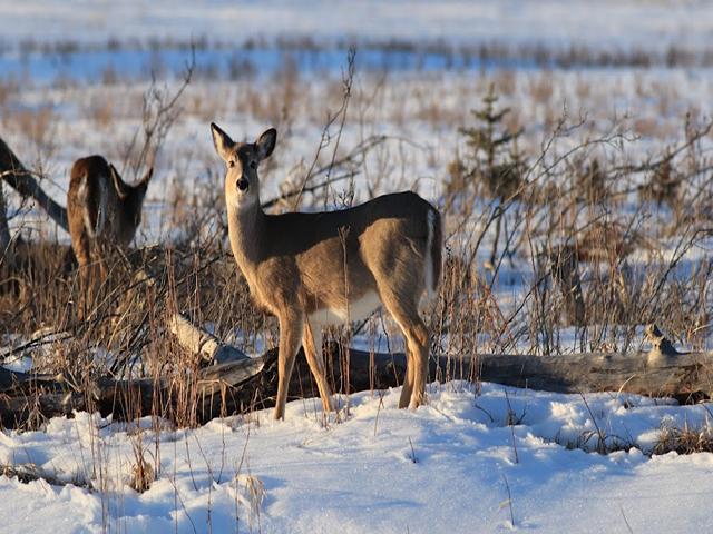 Fish Creek Provincial Park in Calgary
