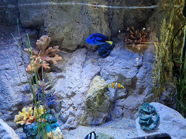 Galway Atlantaquaria National Aquarium of Ireland