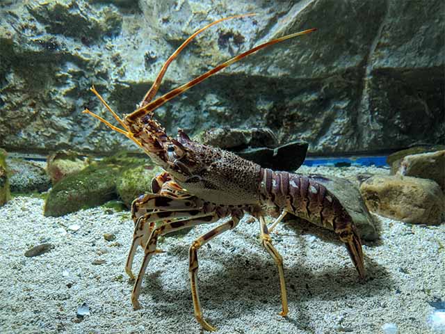 Galway Atlantaquaria National Aquarium of Ireland