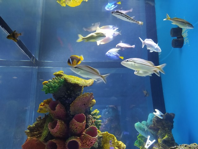 Interactive Aquarium in Cancun