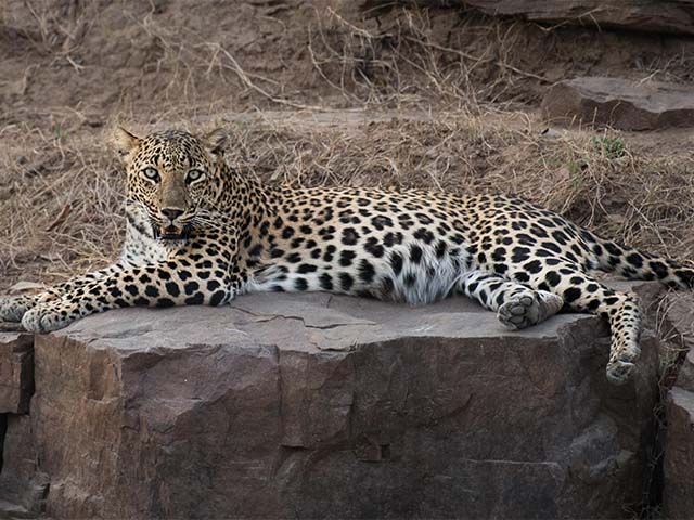 Jhalana Leopard Safari Jaipur
