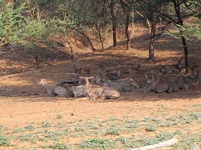 Jhalana Leopard Safari Jaipur