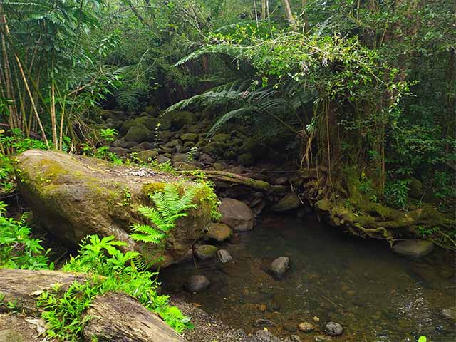 Manoa Falls Honolulu