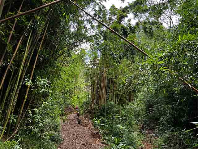 Manoa Falls Trail Forest Honolulu