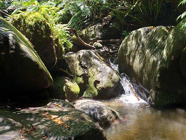 Manoa Falls Trail Forest Honolulu