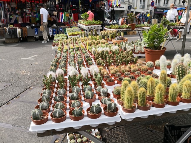 Marche de Talensac Nantes