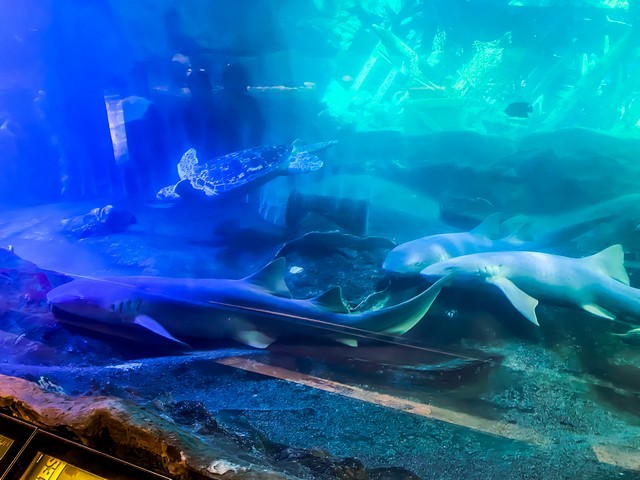 things to do in Edmonton
