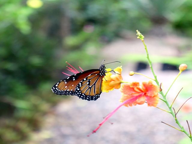 Mariposario Butterfly Garden Puerto Vallarta