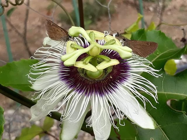 Mariposario Butterfly Garden in Puerto Vallarta