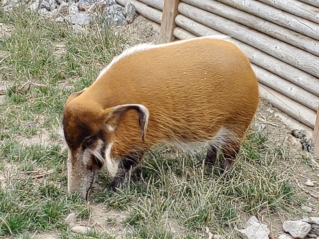Miller Zoo Quebec City