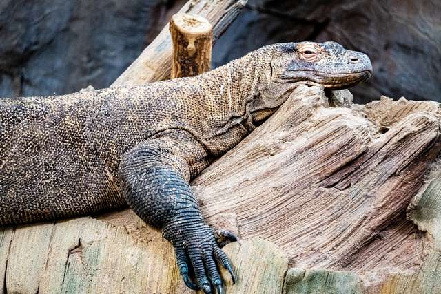 Minnesota Zoo in Minneapolis