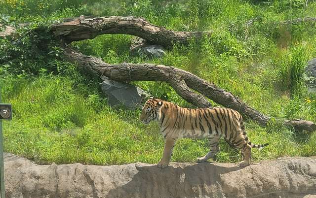 Minnesota Zoo Minneapolis
