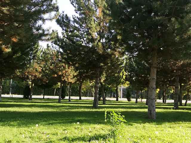 Muhsin Yazicioglu Forest Konya