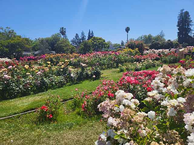 top things to do in San Jose CA