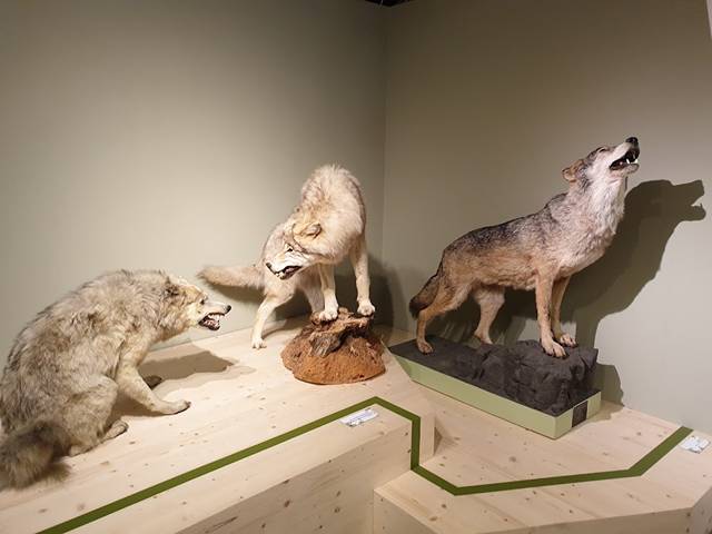 Musee d'Histoire Naturelle de Lille