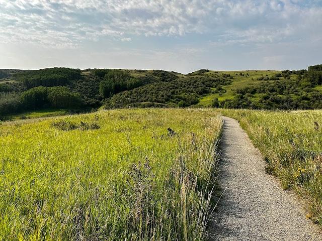 Nose Hill Forest in Calgary