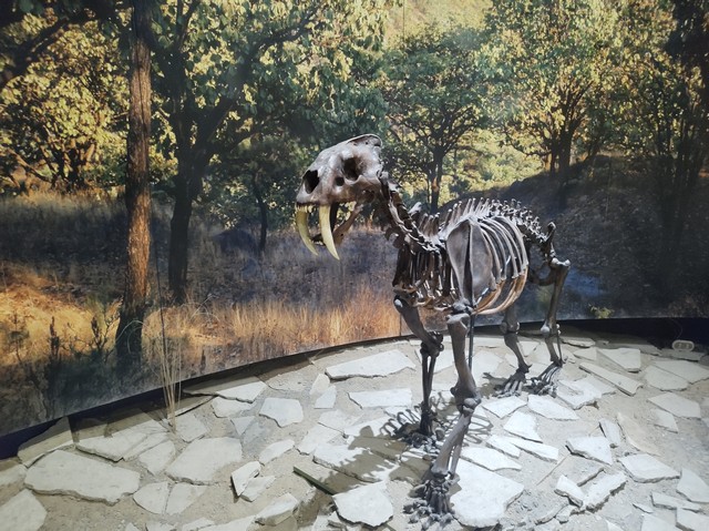 Paleontology Museum Guadalajara
