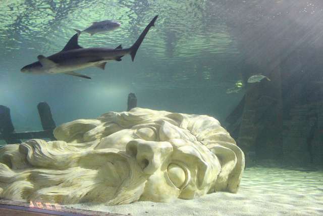 SEA LIFE at Mall of America in Minneapolis