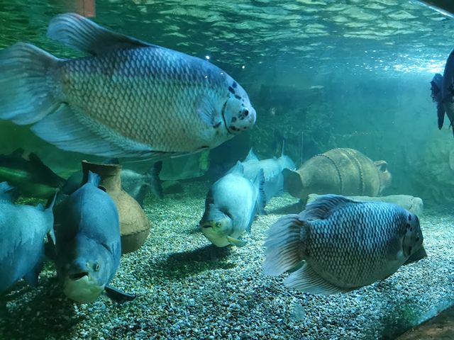 Sea Life Great Yarmouth Norwich