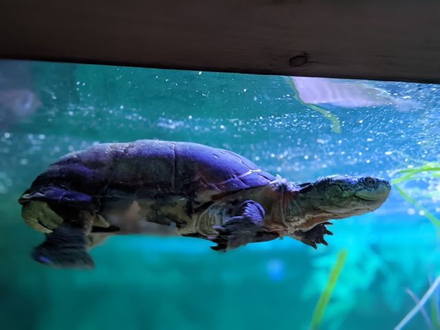 Sea Life Great Yarmouth in Norwich
