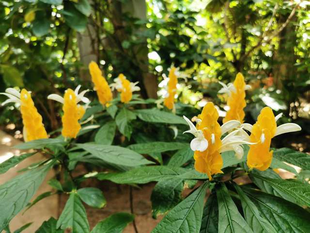 Texas Discovery Gardens in Dallas