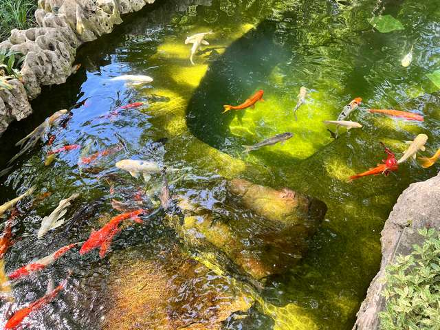 The Dallas Arboretum and Botanical Garden