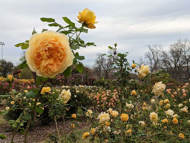The Rose Gardens of Farmers Branch in Dallas