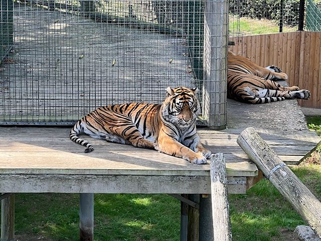 Thrigby Hall Zoo in Norwich