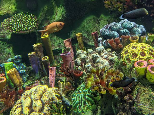VGP Marine Kingdom Aquarium in Chennai