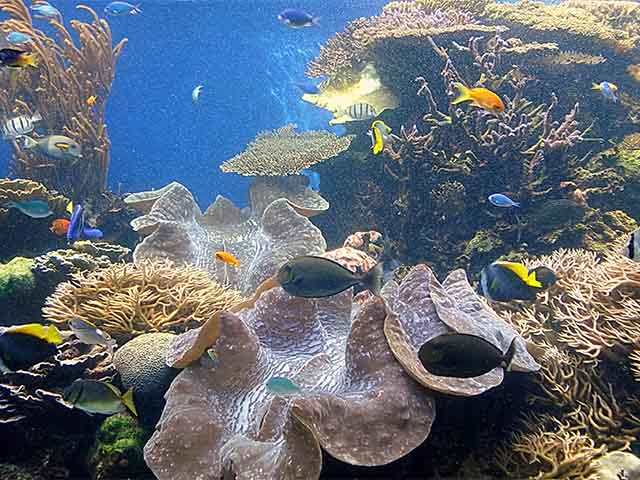 things to do in Honolulu with kids