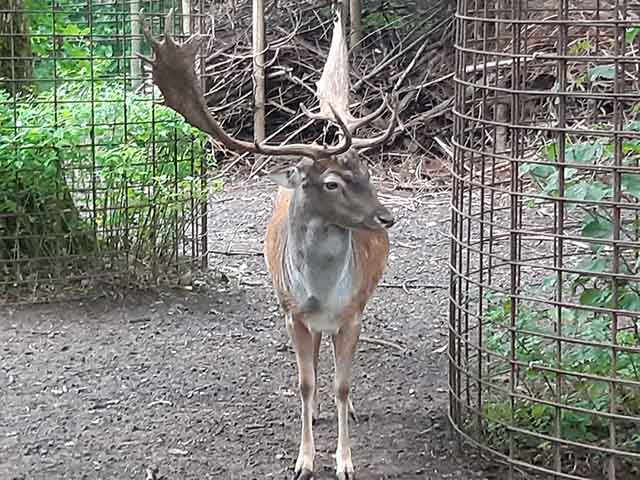 Welser Tiergarten Linz
