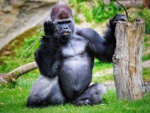 Zoo Schmiding Linz