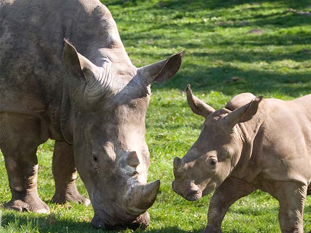 Zoo Schmiding Linz