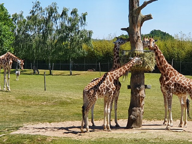 Zoo de La Boissiere du Dore in Nantes
