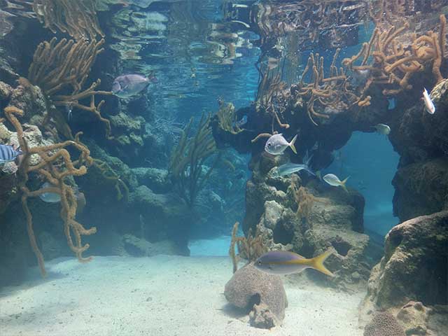 things to do in Playa del Carmen