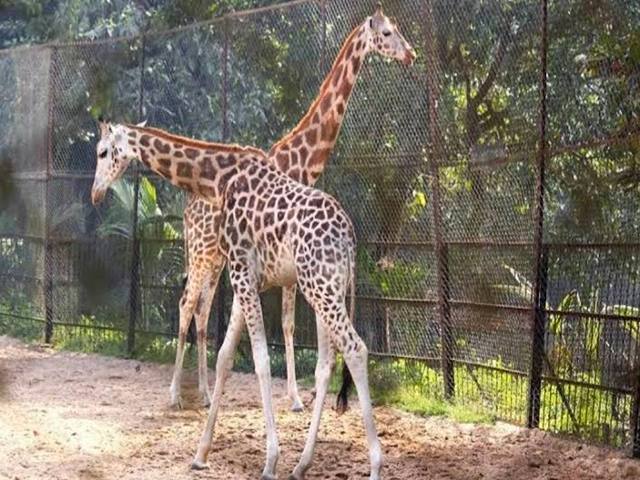 Alipore Zoo Kolkata
