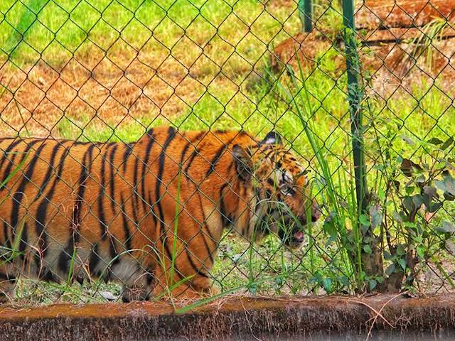 Alipore Zoo Kolkata